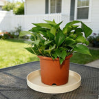 Plant Saucer 6 inch Drip Tray for Ceramic Plastic Pots, 2 Pack Plant Saucers for Indoors, Plastic Planter Flower Pot Saucers for Potted Plants, Planter Water Trays for pots Base (6", Beige)