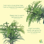 Thorsen's Greenhouse Live Norfolk Island Pine Plant, Christmas Greenery Gift or Decor, Air Purifying Premium Indoor Houseplant, Mature 4" Diameter Pot (Coffee, 4-inch Pot)