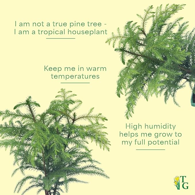 Thorsen's Greenhouse Live Norfolk Island Pine Plant, Christmas Greenery Gift or Decor, Air Purifying Premium Indoor Houseplant, Mature 4" Diameter Pot (Sage, 4-inch Pot)