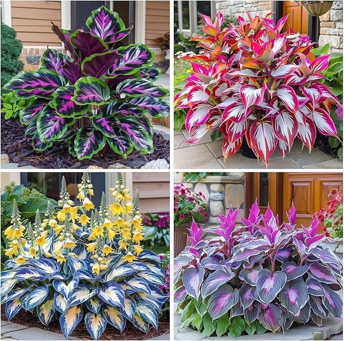 Hosta Seeds for Garden, 200 Pieces Perennial Shade Plants, Easy Growing Ornamental Foliage for Borders, Patios, Pots, Gardening Gift