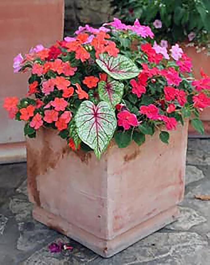 Blaze Caladium Bulbs for Planting - Large Size Root - Bold Red and Green Foliage - Hardy in Zones 9-11 - Vibrant Caladium for Gardens and Pots