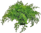 Sprengeri Asparagus Fern Hanging Basket 10" – Live Plant with Lush Green Foliage – Air-Purifying, Easy-Care Houseplant for Indoor & Outdoor Spaces – 24" to 28" Spread – Tropical Plants of Florida