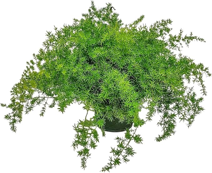 Sprengeri Asparagus Fern Hanging Basket 10" – Live Plant with Lush Green Foliage – Air-Purifying, Easy-Care Houseplant for Indoor & Outdoor Spaces – 24" to 28" Spread – Tropical Plants of Florida