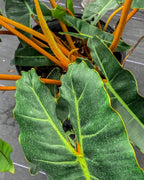 RedCrocus Philodendron billietiae- Tropical Indoor Plant with Large Glossy Leaves, Vibrant Orange Veins, Air-Purifying, Easy Care for Home & Office Decor 6" Pot