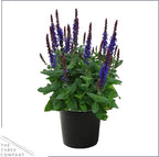 Live Salvia - Blue - Beautiful Upright Perennial - Healthy Spring Plant - 12" Tall by 6" Wide in 2.5 Qt Pot