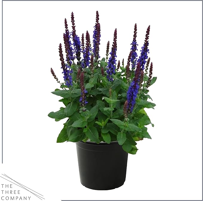 Live Salvia - Blue - Beautiful Upright Perennial - Healthy Spring Plant - 12" Tall by 6" Wide in 2.5 Qt Pot