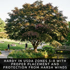 3-Pack Japanese Red Maple Seedlings (12-18" Tall) – Dormant Bare Root Trees – Vibrant Ornamental Landscape Starter Trees