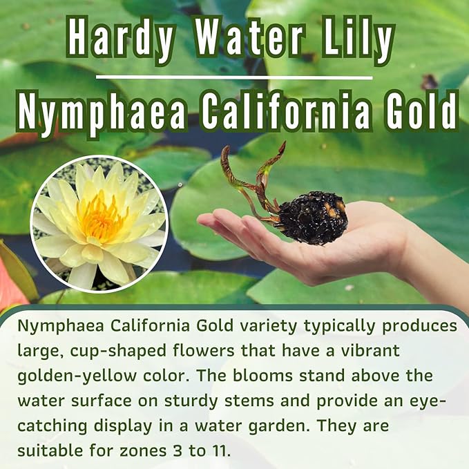 Mainam Mixed Colorful Hardy Water Lily Tuber Live Aquarium Plant for Freshwater Fish Pond Balcony Buy 2 GET Fertilizer Free (Yellow Nymphaea California Gold)