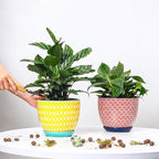 Selamica Ceramica Plant Pots, 6.5 Inch Flower Pots Set of 2 with Drainage Holes & Saucer, Planters for Indoor Plants, Home Decor, Assorted Colors