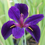 Iris 'Black Gamecock', a Great Live Pond Plant for Your Water Garden. Filters The koi and Goldfish Pond. Good for Bogs, Plant Shelf or Shallow Water This marginal Aquatic is a Real Beauty
