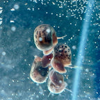 10 Live Ramshorn Snails by Dylfinds for Freshwater Aquarium/Pond Colony Start Clean-up Crew Planorbella Duryi (Variety Mix)