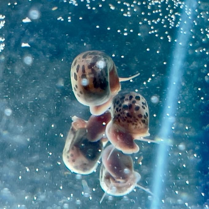 10 Live Ramshorn Snails by Dylfinds for Freshwater Aquarium/Pond Colony Start Clean-up Crew Planorbella Duryi (Variety Mix)