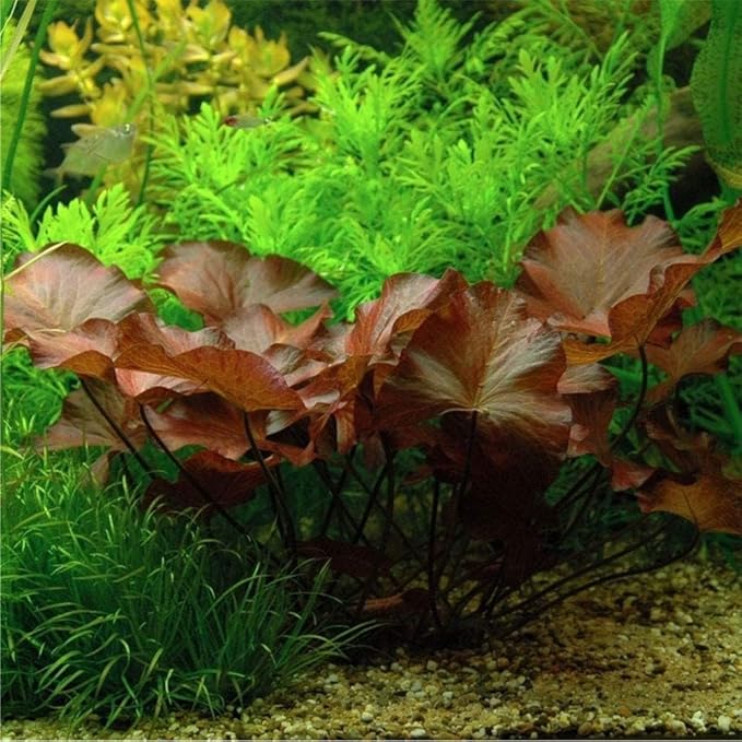 Dwarf Water Lily Bulb Nymphaea Stellata Live Aquarium Plant Guarantee to Grow Rhizome Root Also for Bonsai Bowl or Patio Water Feature Awesome Aquatic (1, Dwarf Water Lily)