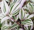 4 Pistachio Wandering Jew Plant Cuttings – 4 Live Tradescantia Nanouk Style Cuttings – Rare Variegated Indoor Houseplant – Easy to Root & Fast Growing