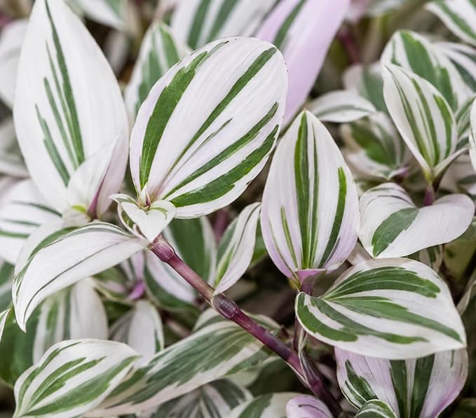 4 Pistachio Wandering Jew Plant Cuttings – 4 Live Tradescantia Nanouk Style Cuttings – Rare Variegated Indoor Houseplant – Easy to Root & Fast Growing