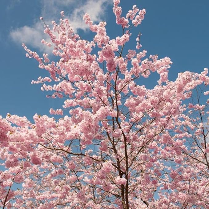 Accolade Cherry Blossom Tree, Elegant Blooms, 7 gal. Nursery Pot, 4–5 ft Tree Height (Due to Agricultural Laws, we Cannot Ship to CA, AZ, AK, or HI)