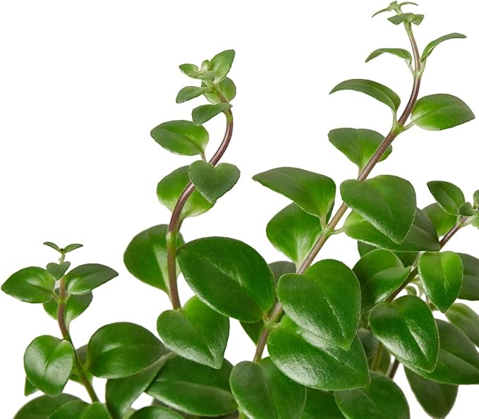 Lipstick Plant Live Plant for Indoor | Different Houseplants in 4'' & 6'' Pot | Real House Plant for Living Room, Office, Desk & Bathroom | Lipstick Plant | Aeschynanthus
