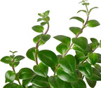Lipstick Plant Live Plant for Indoor | Different Houseplants in 4'' & 6'' Pot | Real House Plant for Living Room, Office, Desk & Bathroom | Lipstick Plant | Aeschynanthus