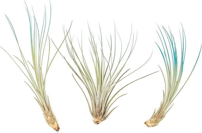 Teal Blue Colorful Tillandsia Air Plants - Long Lasting Color Enhanced Live Tillandsia Succulent House Plants - Home and Garden Decor - Easy Care Indoor and Outdoor (Juncea, Single)