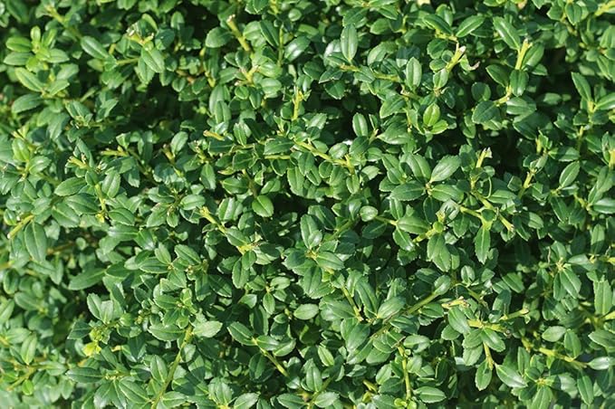 Soft Touch Holly - Size: 1 Gallon, Live Plant, Includes Special Blend Fertilizer & Planting Guide