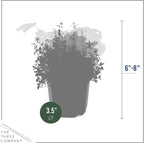 Live Aromatic and Edible Herb Assortment (Rosemary, Eucalyptus, Mint, Lemon Balm, Other Assorted Herbs), 6 Plants Per Pack