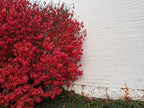 Greenwood Nursery: Live Shrub Plants - Dwarf Burning Bush + Euonymus Alatus - [Qty: 5X 3.5 Pots] - (Click for Other Available Plants/Quantities)