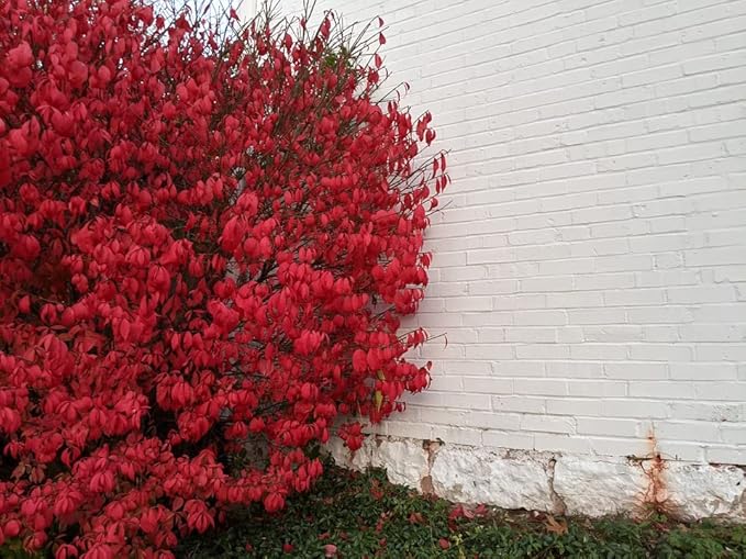 Greenwood Nursery: Live Shrub Plants - Dwarf Burning Bush + Euonymus Alatus - [Qty: 5X 3.5 Pots] - (Click for Other Available Plants/Quantities)