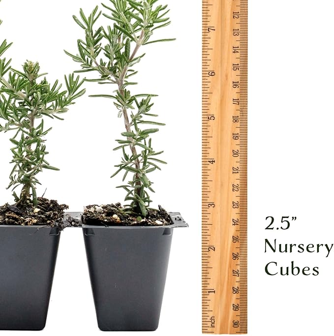 12 Creeping Rosemary in 2.5” Nursery Cubes (Rosmarinus officinalis ‘Prostratus’) | Evergreen Aromatic Groundcover Herb for Rock Gardens, Walls & Containers | Ready-to-Plant Live Starter Plants