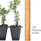 6 Creeping Rosemary in 2.5” Nursery Cubes (Rosmarinus officinalis ‘Prostratus’) | Evergreen Aromatic Groundcover Herb for Rock Gardens, Walls & Containers | Ready-to-Plant Live Starter Plants