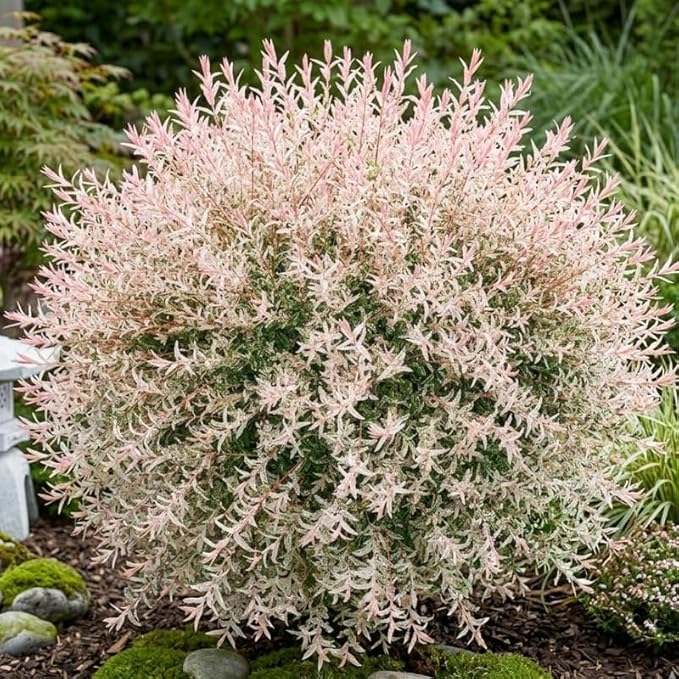 Tri Colored Dappled Willow Shrub Plant Live, 1 Quart Pot, Easy Care Salix Integra “Hakuro Nishiki”, Variegated Foliage for Hedges, Borders & Outdoor Landscaping