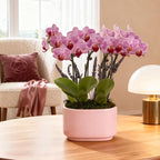 Green Circle Growers 4" Mini Pink Orchid Plant with Lavender Accent in Pink Ceramic Planter – Live Indoor Flower, Easy Care Orchid, Gift Ready