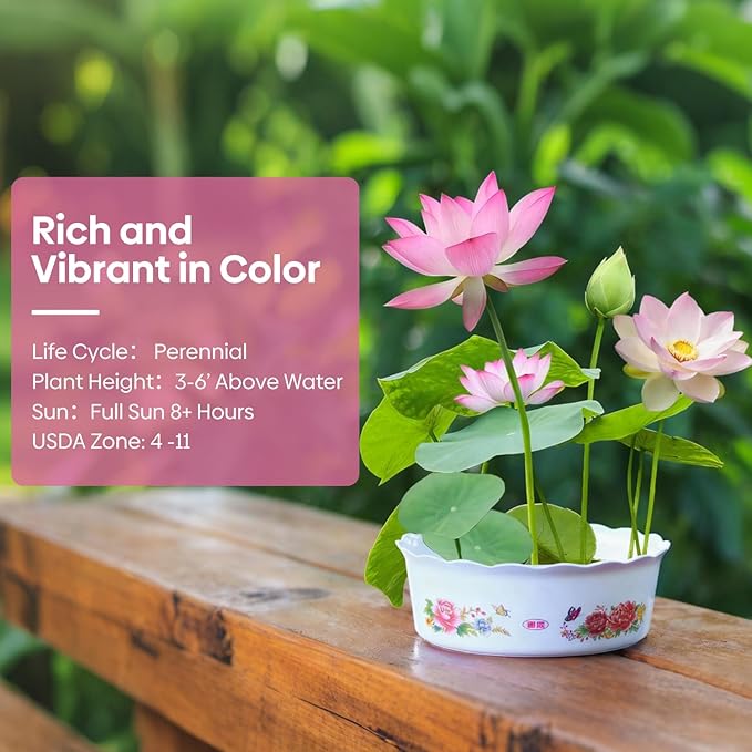 Groundio 10Pcs Lotus Flower Seeds, Non-GMO, Pre-Cut High Germination Bowl Lotus Seed, Premium Aquatic Plants for Ponds & Bonsai (Pink/Red/Green)