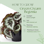 Trailing Begonia Plant Live, Rare Begonias Live Plant, 4-8 Inc Starter Indoor Outdoor Houseplant (Green Cream Begonia)
