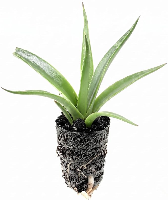 Mangave 'Red Wing' (1.5" Plug) - Live Succulent Plant, Agave Like Rosette, Low Maintenance, Drought-Tolerant Landscaping Plant for Home Garden Decor, Beginner-Friendly Live Plants