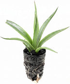 Mangave 'Red Wing' (1.5" Plug) - Live Succulent Plant, Agave Like Rosette, Low Maintenance, Drought-Tolerant Landscaping Plant for Home Garden Decor, Beginner-Friendly Live Plants