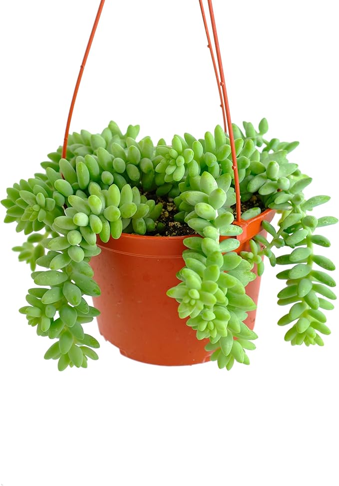 Shop Succulents Burrito Sedum Hanging Succulent, Fully Rooted Live 6" Succulent Plant, Low Maintenance Indoor Plant, Hardy Succulents, Trailing Succulents, Gift & Garden