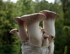 Root Mushroom Farm-King Oyster Grain Spawn(NOT A GROW KIT)