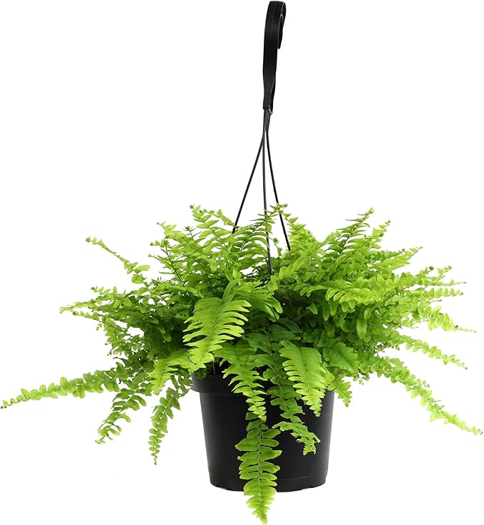 Hanging Boston Fern Live Plant in 6" Hanger, Real Ferns for Outdoors, Pet Friendly & Air Purifying, Low Light Outdoor or Indoor Houseplants, Easy Care Porch Plant by Plants for Pets
