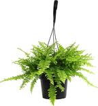 Hanging Boston Fern Live Plant in 6" Hanger, Real Ferns for Outdoors, Pet Friendly & Air Purifying, Low Light Outdoor or Indoor Houseplants, Easy Care Porch Plant by Plants for Pets