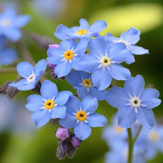 Chalily Forget-me-not, a Great Live Pond Plant for Your Water Garden. Filters koi and Goldfish Ponds. Good for Bogs, Plant Shelf or Shallow Water This marginal Aquatic is a Real Beauty