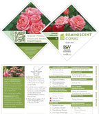 Proven Winners 2 Gal. Reminiscent Coral Rose Shrub