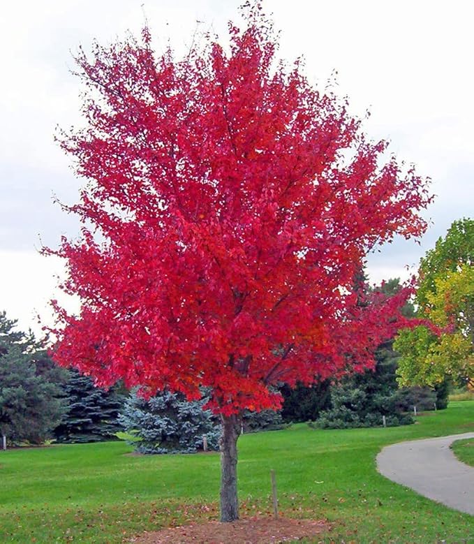 Large Two Pack of American Red Maple Shade Trees - 2 Live Plants Shipped 5 to 6 Feet Tall by DAS Farms