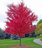 Large Two Pack of American Red Maple Shade Trees - 2 Live Plants Shipped 5 to 6 Feet Tall by DAS Farms