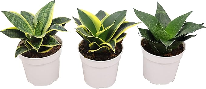 Sansevieria Snake Plants, Live Indoor Plant (3 Assorted Varieties, 4 inch)