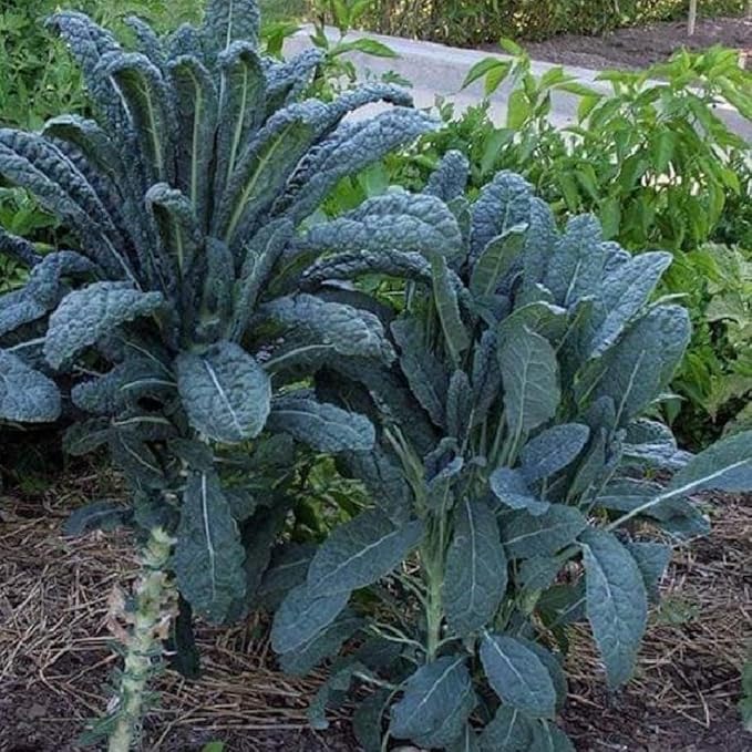 Set of 2 Live Blue Kale Plants, Edible Kale Vegetable Plant, 4 Inch Pot, for Planting