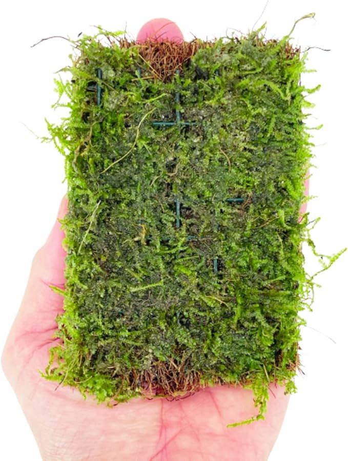 Java Moss Vesicularia Dubyana Mats US Grow Live Aquarium Plant Tropical Freshwater Decorations BUY2GET1FREE