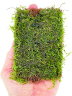 Java Moss Vesicularia Dubyana Mats US Grow Live Aquarium Plant Tropical Freshwater Decorations BUY2GET1FREE