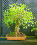 Bonsai Globe Willow Tree - Large Thick Trunk Cutting - Naturally Round & Symmetrical Canopy - Indoor Outdoor Live Bonsai Tree Plant