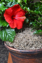 Mosser Lee ML0560 Spanish Moss, 250 Cubic Inches