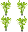 SubstrateSource Live Aquarium Stem Plants - Freshwater Aquatic Plant for Fish Tanks, Aquascaping - (Limnophila Belem, 4 Bunches)